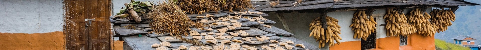 Drying herbs and grass laid on the roof. Dried corn hanging beneath the roof.