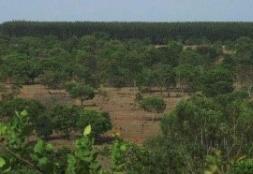 Brazil - Use of Charcoal from Renewable Biomass Plantations