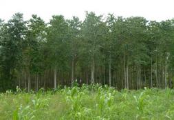 Colombia: Commercial Reforestation on Lands