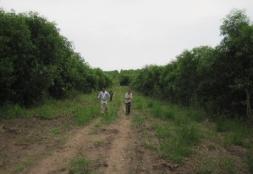 Bateke Fuelwood and Timber Plantation