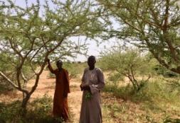 Niger: Acacia Senegal Plantation Project